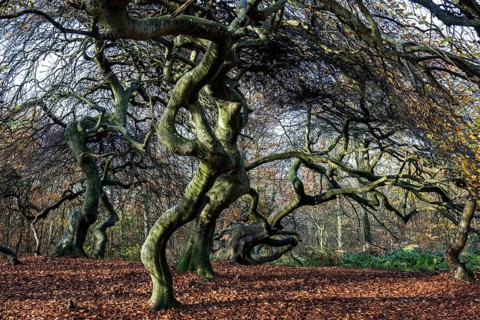 Süntelbuchen (Fagus sylvatica), cripple beeches, Hexenwald, Semper Forest Park, near Lietzow,