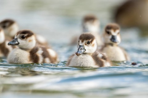 Egyptian goose (Alopochen aegyptiaca) chicks swimming on a lake, Bavaria, Germany