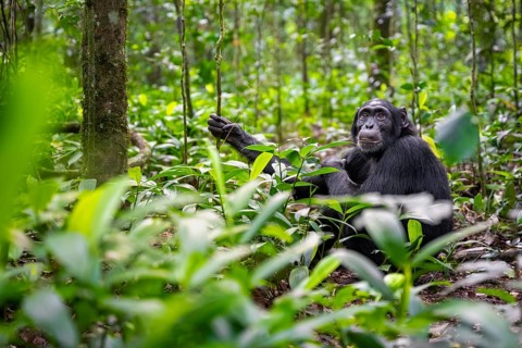 Chimpanzee (Pan Troglodytes) among green leaves, adult male among leaves in the jungle, Kibale