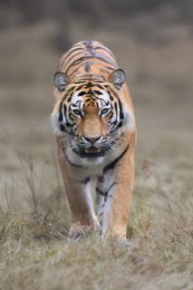 Siberian tiger (Panthera tigris altaica), adult, male, running, stalking, alert