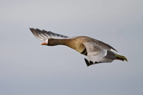 Greater White-fronted Goose (Anser albifrons) flying, North Rhine-Westphalia, Germany