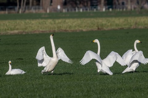 Whooper swans (Cygnus cygnus), Emsland, Lower Saxony, Germany