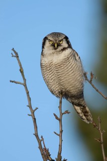 Northern Hawk-Owl (Surnia ulula), Saxony, Germany
