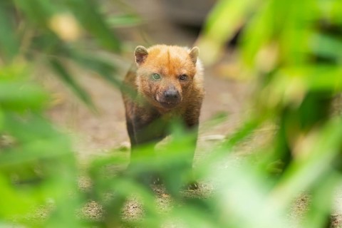 Bush dog (Speothos venaticus) standing on the ground behind bushes, captive