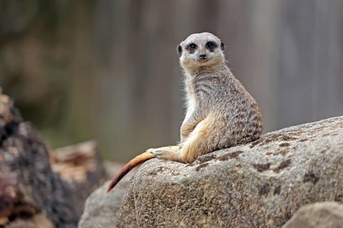 Meerkat (Suricata suricatta), captive