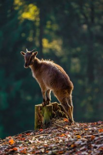A female Himalayan tahr (Hemitragus jemlahicus) stands backlit on a tree stump at a forest edge. In