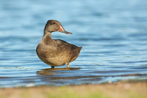 Freckled Duck (Stictonetta naevosa) male, Victoria, Australia