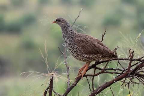 Natal Francolin (Pternistis natalensis), adult, perch, alert, Pilanesberg National Park, North West