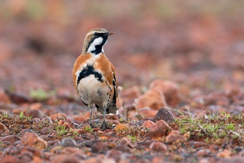 Cinnamon Quail-thrush (Cinclosoma cinnamomeum) male, South Australia, Australia