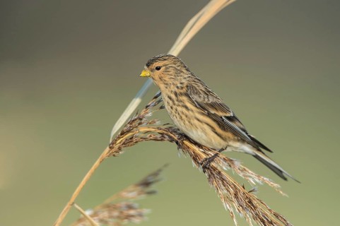 Twite (Linaria flavirostris), Schleswig-Holstein, Germany