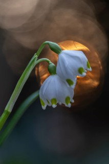 Spring snowflake (Leucojum vernum), Emsland, Lower Saxony, Germany