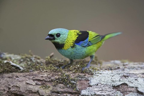 Green-headed Tanager (Tangara seledon)