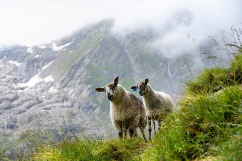 Two sheep (Ovis gmelini aries) on a steep mountain meadow, cloudy mountain landscape, Bernese Alps,