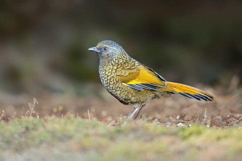 Scaly Laughingthrush (Trochalopteron subunicolor), Yunnan, China