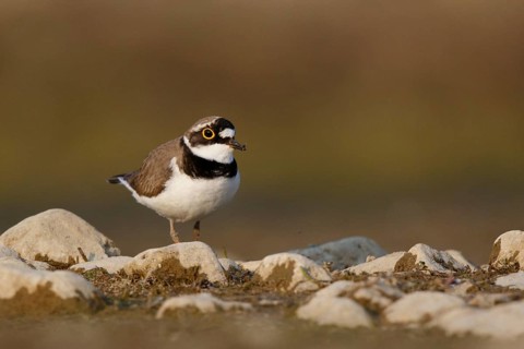 Little Ringed Plover (Charadrius dubius) male, North Rhine-Westphalia, Germany