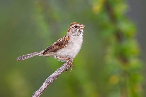 Rufous-winged Sparrow Peucaea carpalis Santa Rita Mountains, Santa Cruz County, Arizona, United