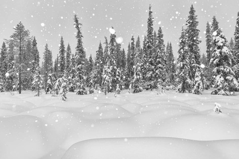 Boreal forest during snowfall, Gällivare, Lapland, Sweden, February 2020