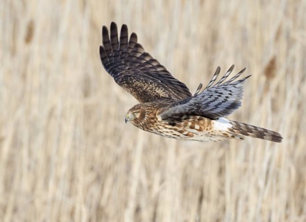 Northern Harrier (Circus hudsonius) female flying, Utah, USA