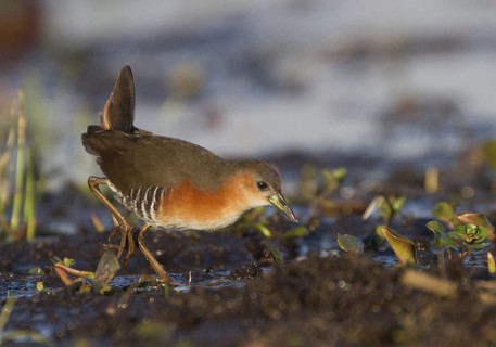 Red-and-white Crake (Laterallus leucopyrrhus), Corrientes, Argentina