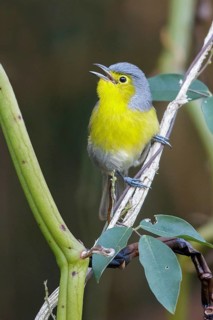 Oriente Warbler (Teretistris fornsi) perched on a branch in Cuba