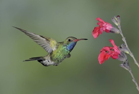 Broad-billed Hummingbird (Cynanthus latirostris), Arizona, USA