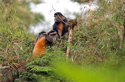 Golden monkeys (Cercopithecus mitis kandti) in the bamboo forest, Virunga Volcanic Mountains, Parc