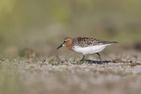 Red-necked Stint (Calidris ruficollis) foraging, Dornod Province, Mongolia