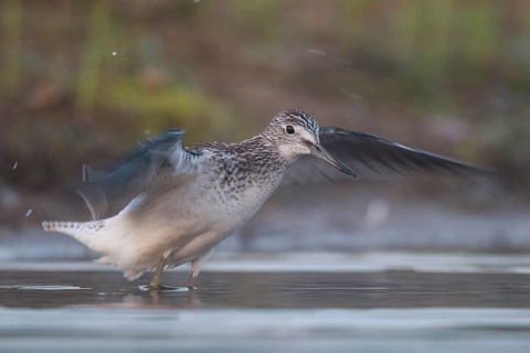Common Greenshank (Tringa nebularia), North Rhine-Westphalia, Germany