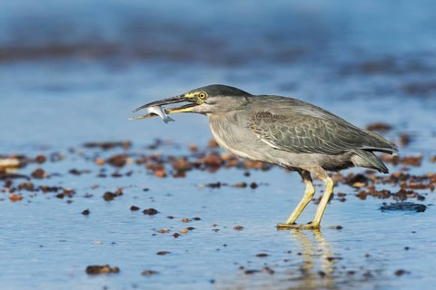 Striated Heron (Butorides striata) with fish prey in beak, Eilat, Israel