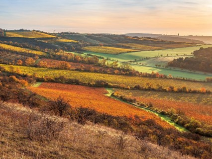 View over colourful vineyards in the Unstrut valley in autumn in the first morning light,