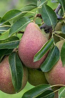 Pear (Pyrus communis FRED), Bundessorteamt, Germany