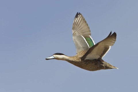 Puna Teal (Anas puna) in flight in Bolivia, South America