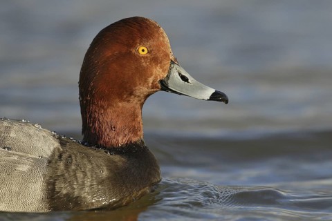 Redhead (Aythya americana) male, Arizona, USA