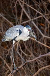 Cocoi Heron (Ardea cocoi) Pantanal Brazil