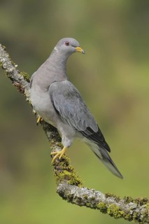 Band-tailed Pigeon (Patagioenas fasciata), British Columbia, Canada