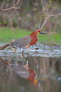 Rufescent tiger heron (Tigrisoma lineatum) Pantanal Brazil