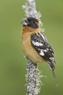Black-headed Grosbeak (Pheucticus melanocephalus) male, British Columbia, Canada