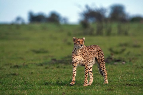 Cheetah (Panthera pardus), South Africa