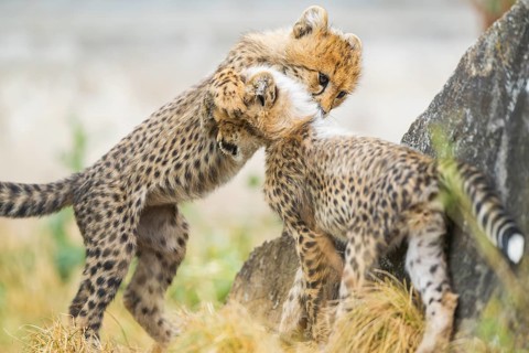 Cheetah (Acinonyx jubatus) youngsters playing with each other, captive, occurrence Africa