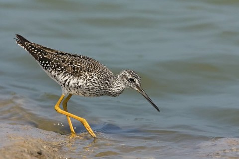 Greater Yellowlegs Tringa melanoleuca South Padre Island, Texas, United States 7 April Adult