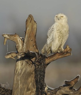 Snowy Owl (Bubo scandiacus), British Columbia, Canada