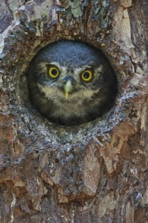 Eurasian Pygmy Owl (Glaucidium passerinum), Bavaria, Germany