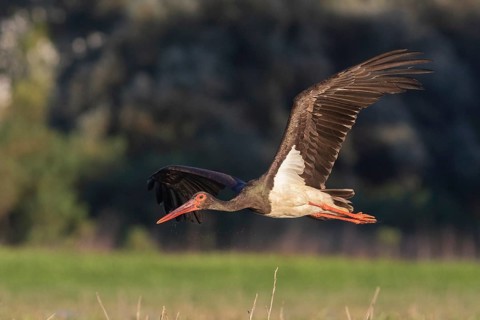 Black Stork (Ciconia nigra) flying, Tiszaalpár, Hungary