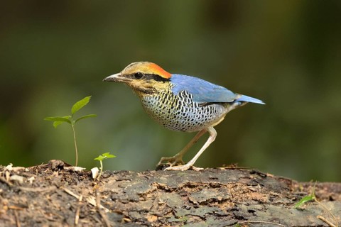 Blue Pitta (Hydrornis cyaneus) male perched on an old tree trunk, Kaeng Krachan, Thailand