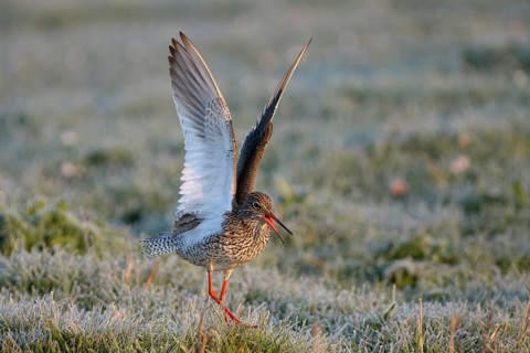 Rotschenkel (Tringa totanus), Redshank, balzendes Maennchen, mit Rauhreif, morgens, April, Insel