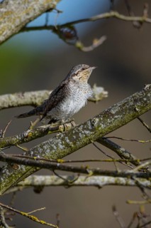 Eurasian wryneck (Jynx torquilla) Germany