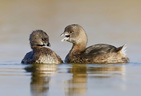 Pied-billed Grebe (Podilymbus podiceps), Texas, USA