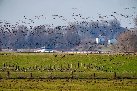 Bislicher Insel, nature reserve on the Rhine, Altrheinarm, near Xanten, Lower Rhine, Wesel