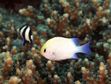 Red Sea damselfish (Dascyllus marginatus)