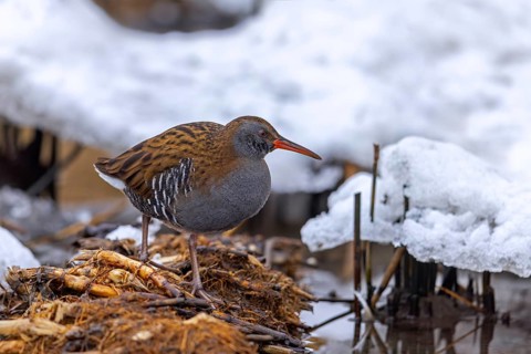 European water rail (Rallus aquaticus) adult foraging along snow covered pond shore at marshland in